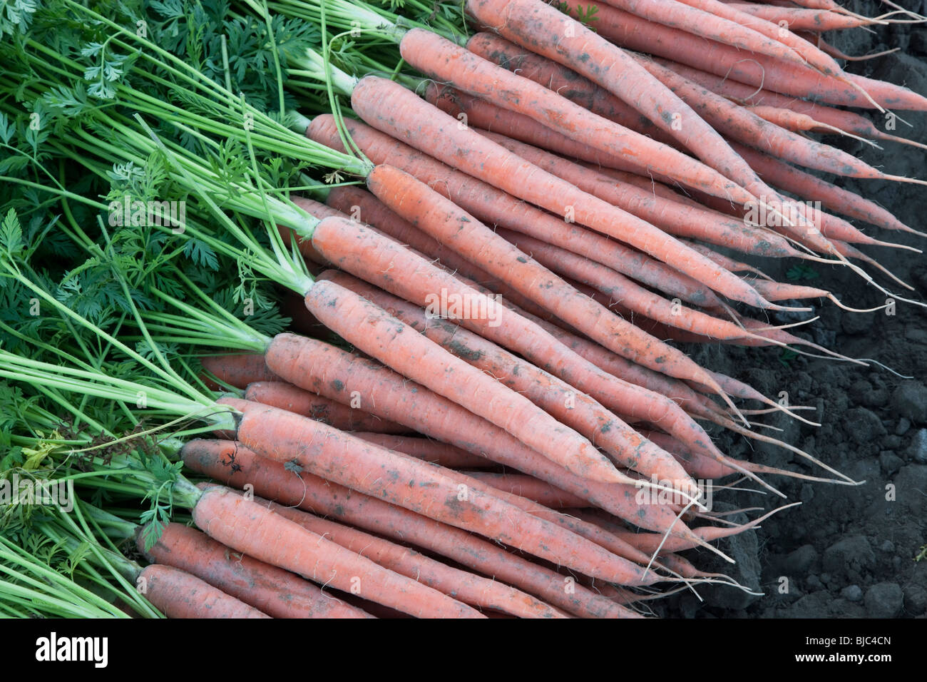 Carrots 'Daucus carota' harvest. Stock Photo