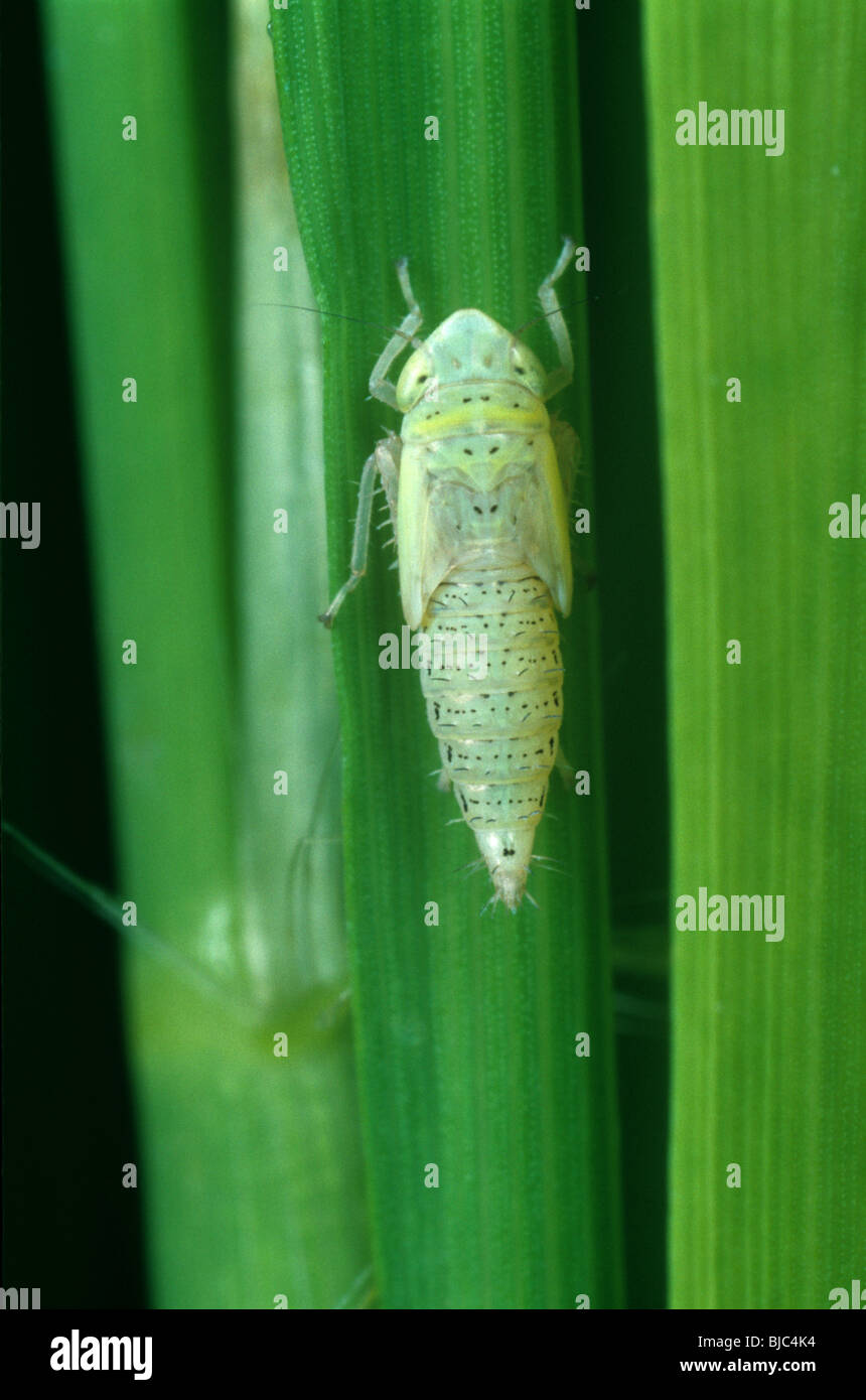 Green rice leafhopper (Nephotettix virescens) nymph on rice Stock Photo