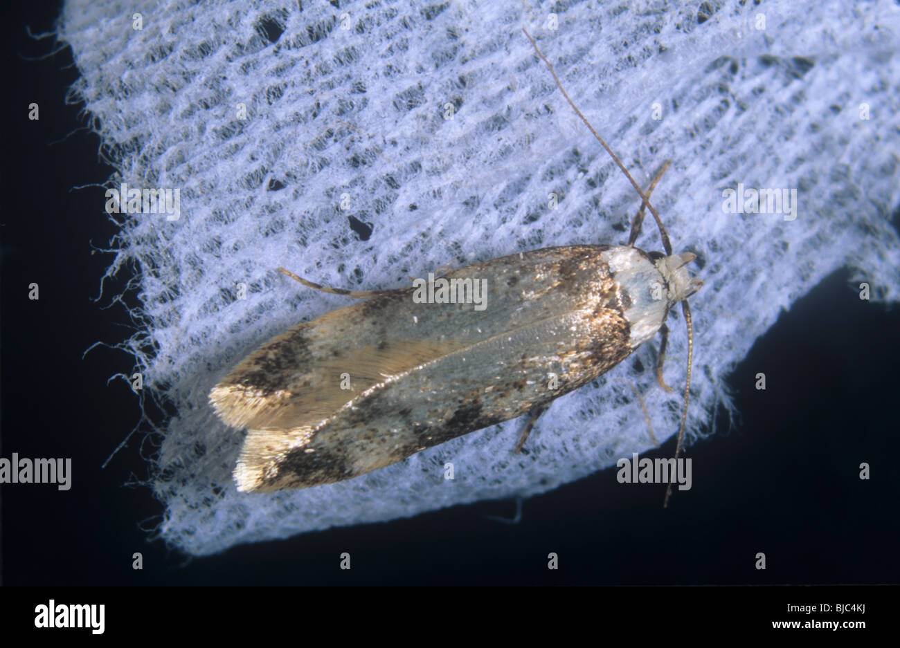 pheromone clothes moth trap Stock Photo - Alamy