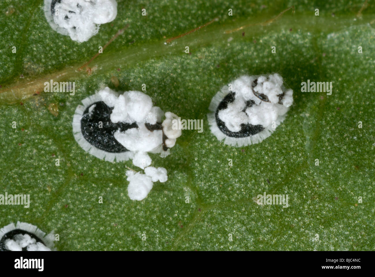 Viburnum whitefly (Aleurotrachelus jelinekii) larvae with waxy protruberances on a viburnum leaf Stock Photo