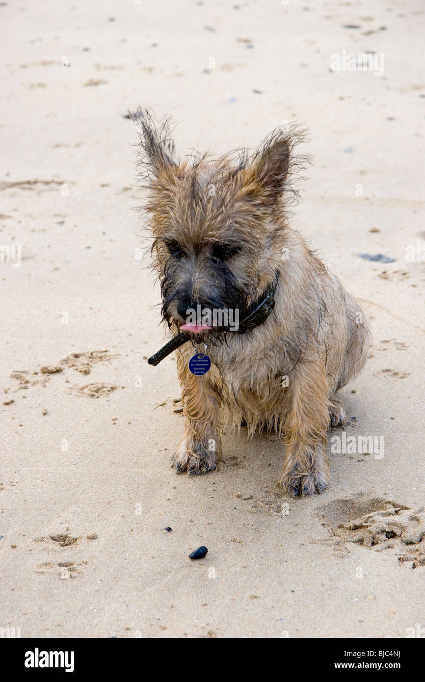 Cairn Terrier puppy sitting on a beach Stock Photo