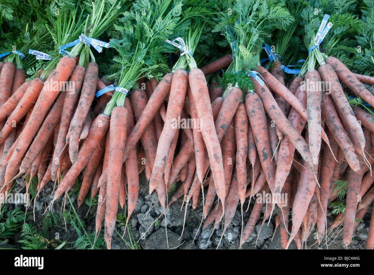 Carrots 'Daucus carota'  bunched, harvest. Stock Photo