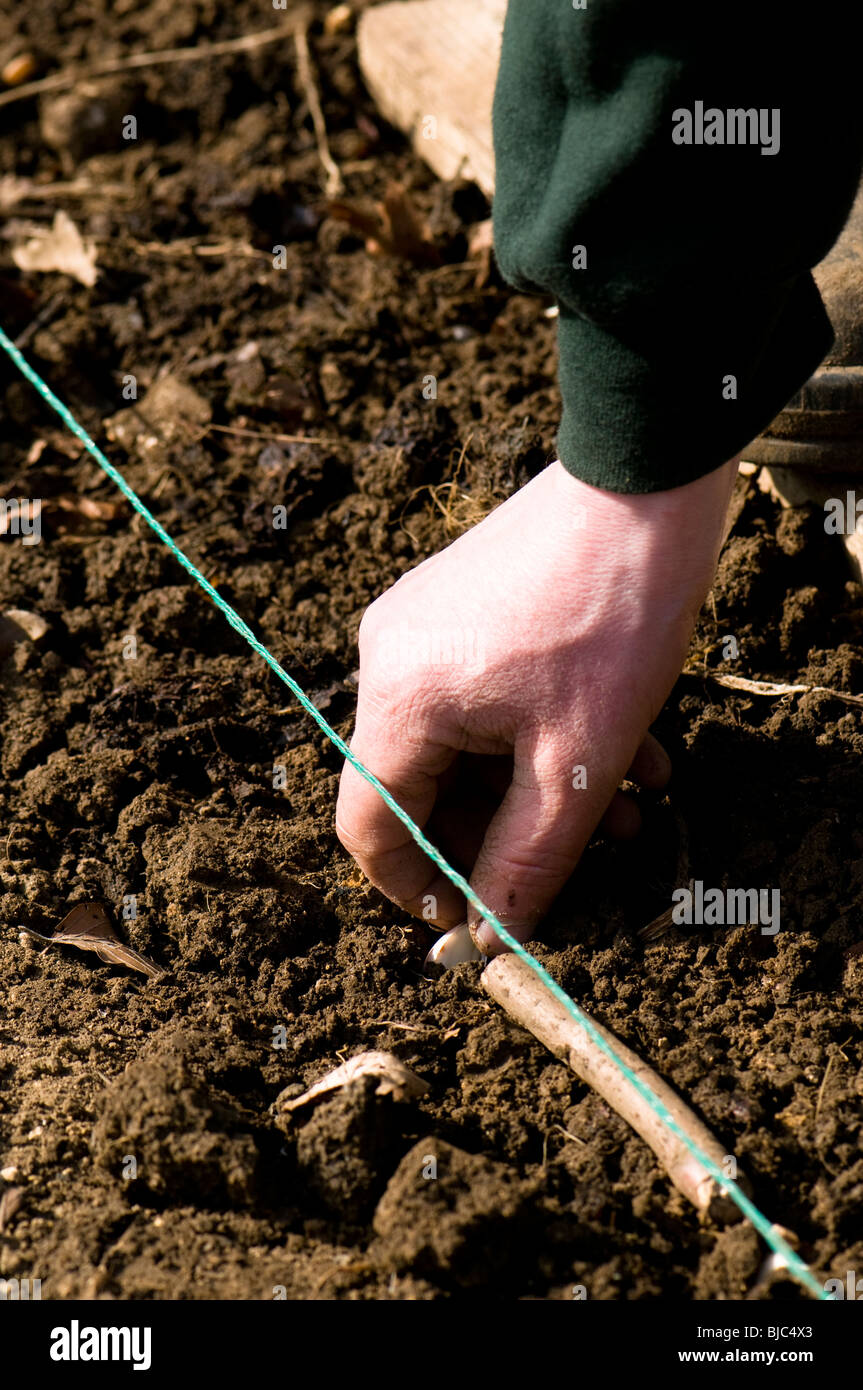 Planting French Garlic Arno sets in a bed in the kitchen garden at Painswick Rococo Garden in The Cotswolds Stock Photo