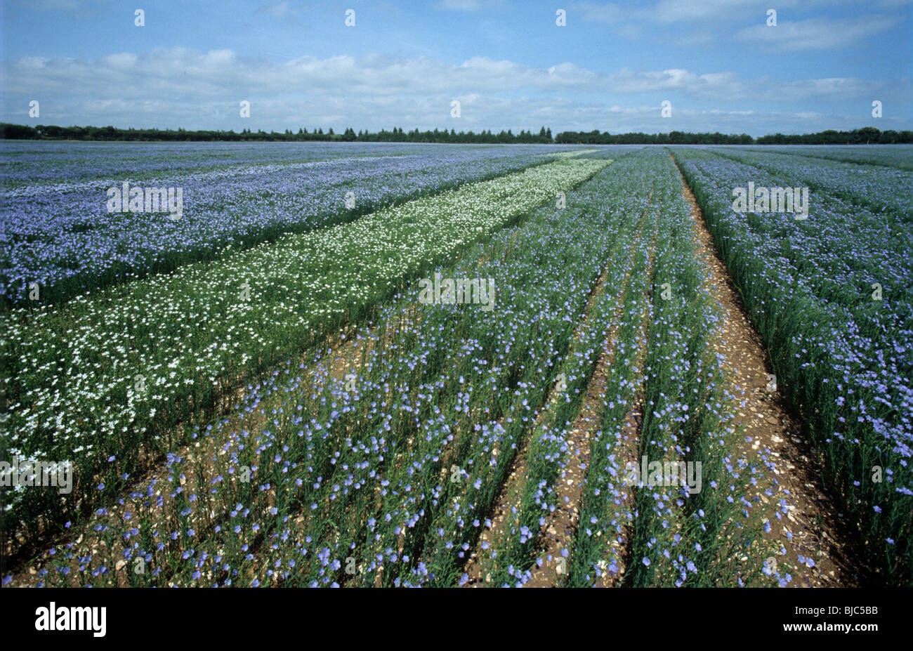 Plant breeding variety trial with linseed crops in full flower Stock Photo