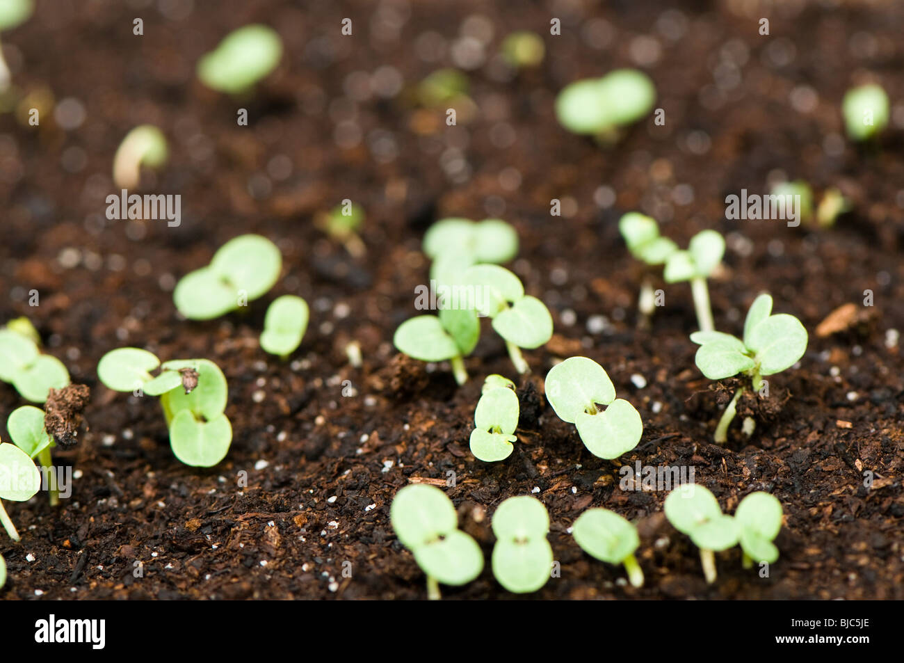 Salvia Horminum Blue Monday, Clary Sage, newly germinated seedlings in a tray in a greenhouse Stock Photo