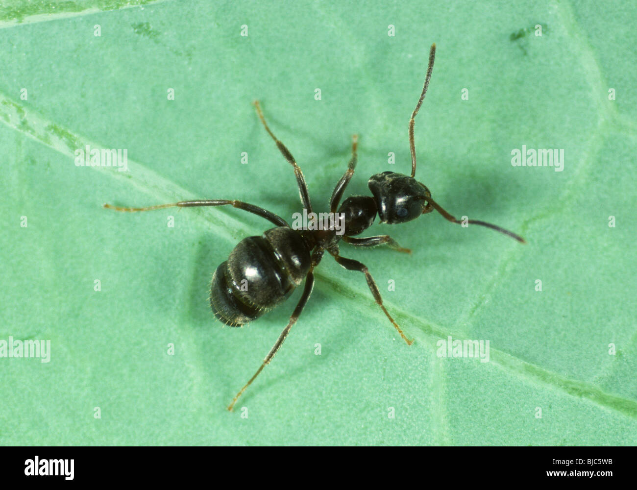 Black ant (Lasius niger) on a leaf Stock Photo