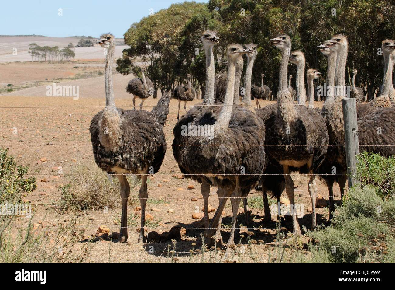 Ostrich farm in the western Cape South Africa Ostriches feed on fields that earlier in the year were used for growing wheat Stock Photo