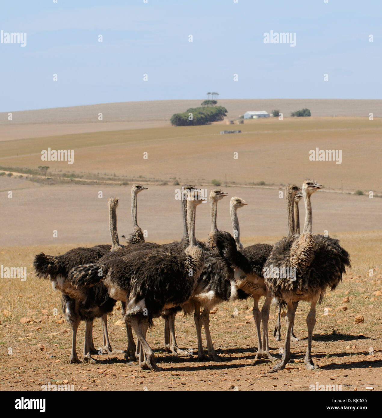 Ostrich farm in the western Cape South Africa Ostriches feed on fields that earlier in the