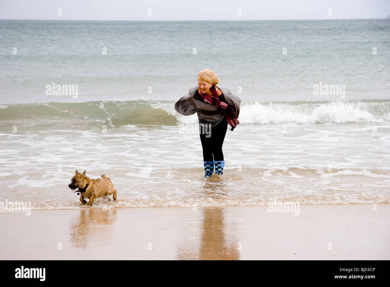 Woman introducing a Cairn Terrier puppy to the sea Stock Photo
