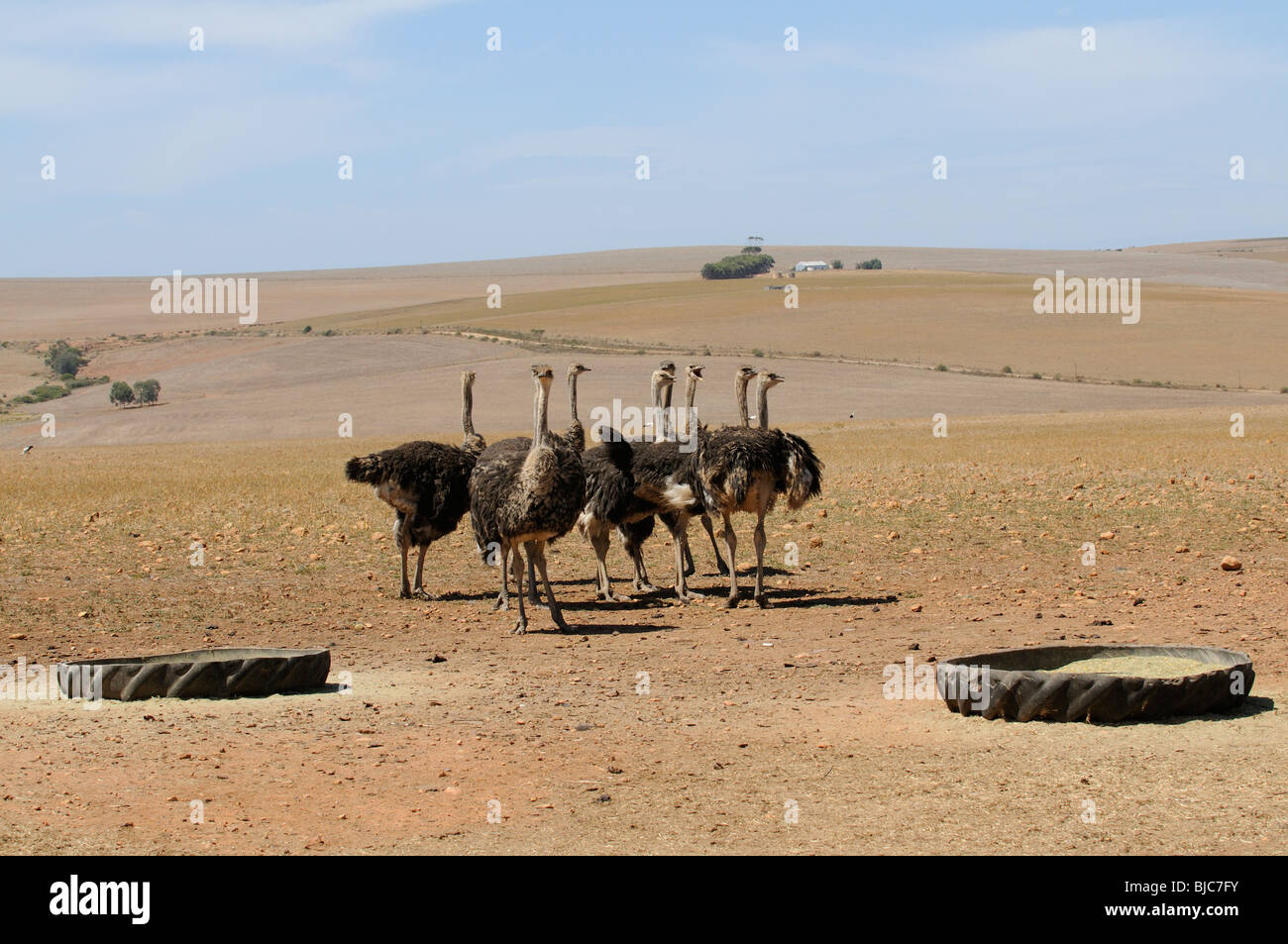Ostrich farm in the western Cape South Africa Ostriches feed from the old tractor tyre which
