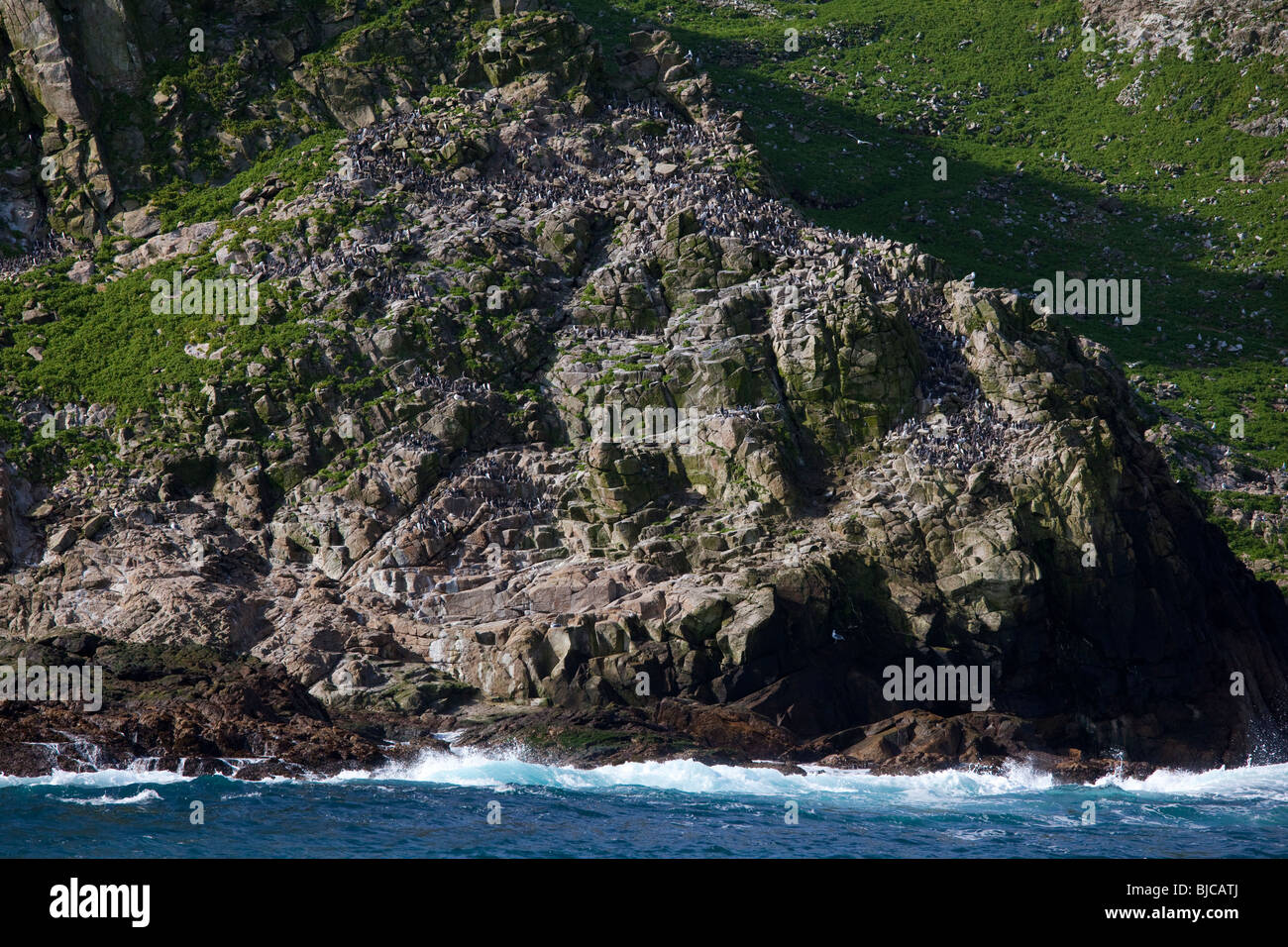 Colony of Common Murres or Common Guillemots (Uria aalge) nesting on the Farallon Islands, Pacific Ocean, California, USA Stock Photo