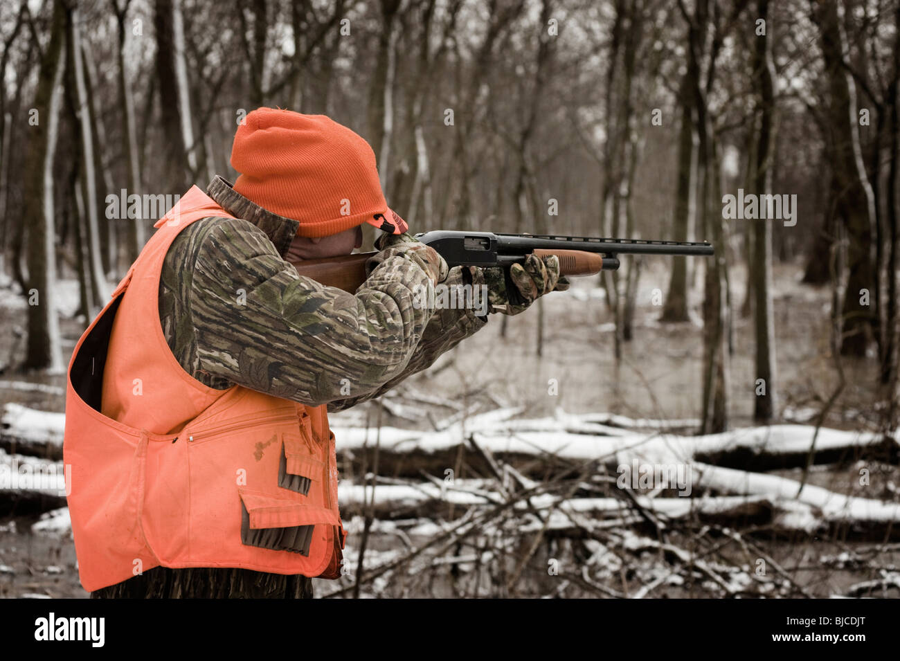 Pheasant hunter shooting Stock Photo