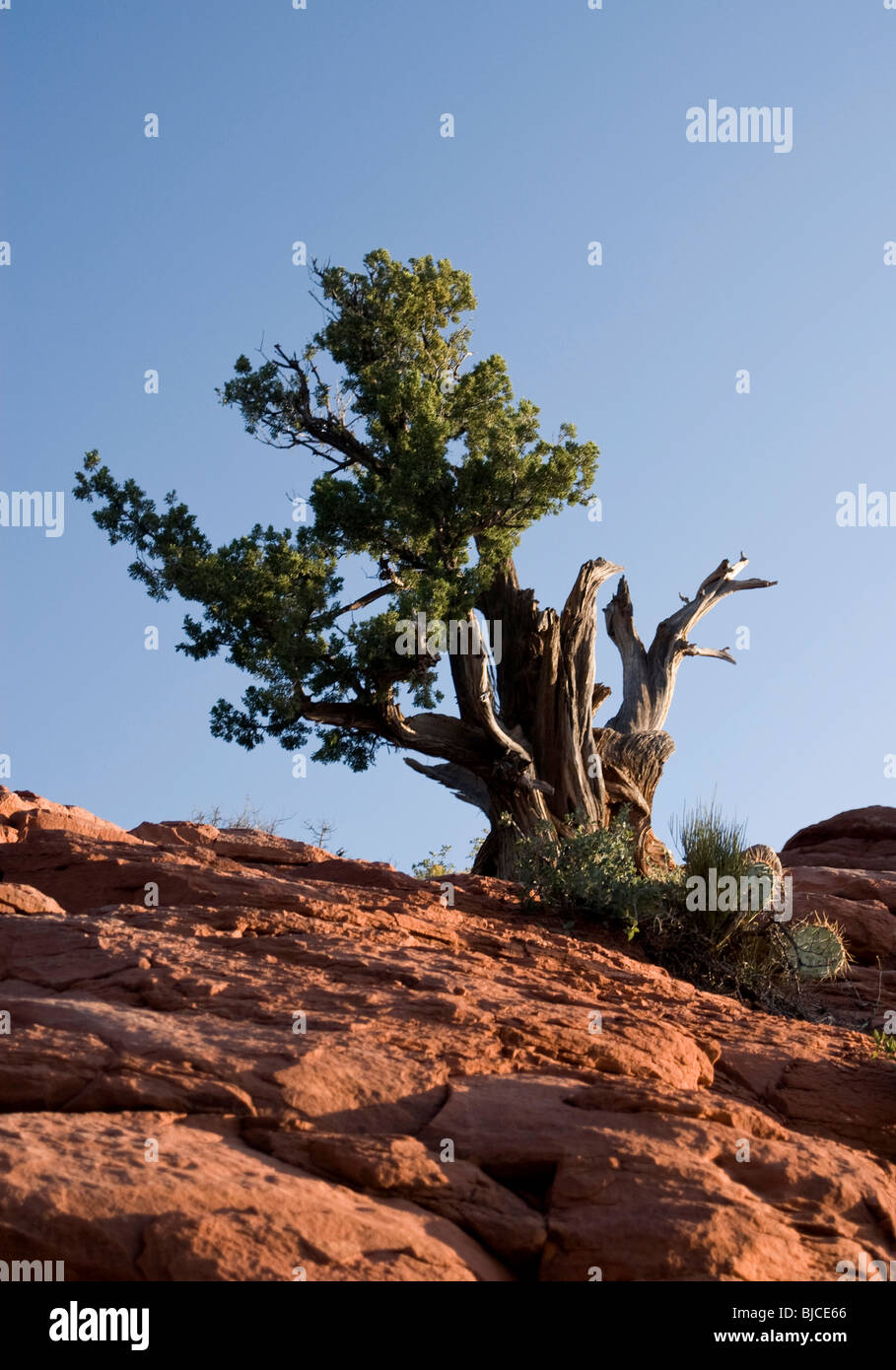 Juniper tree on red sandstone cliff, Sedona, Arizona Stock Photo Alamy