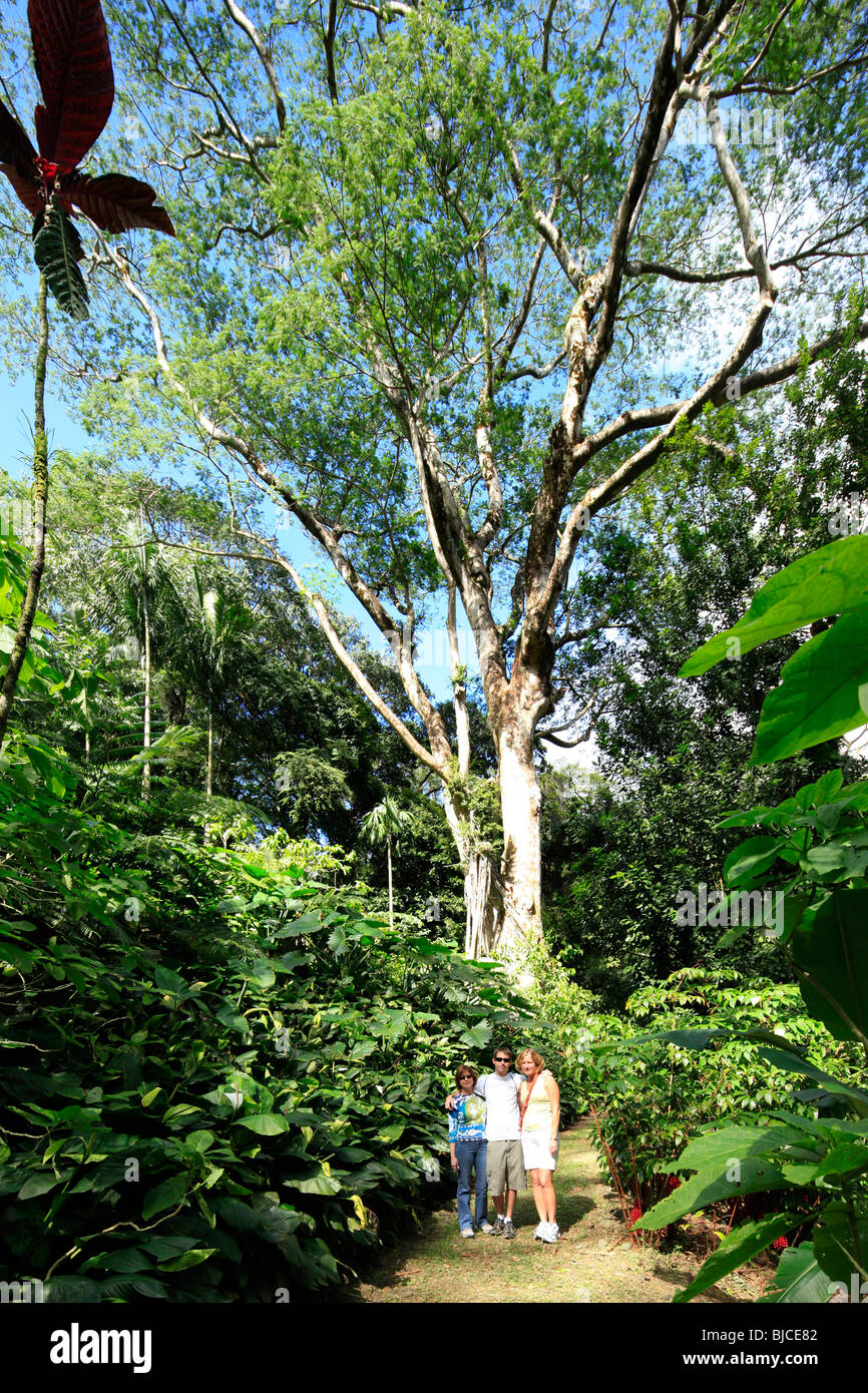 Lyon Arboreteum, Manoa Valley, Honolulu, Oahu, Hawaii Stock Photo