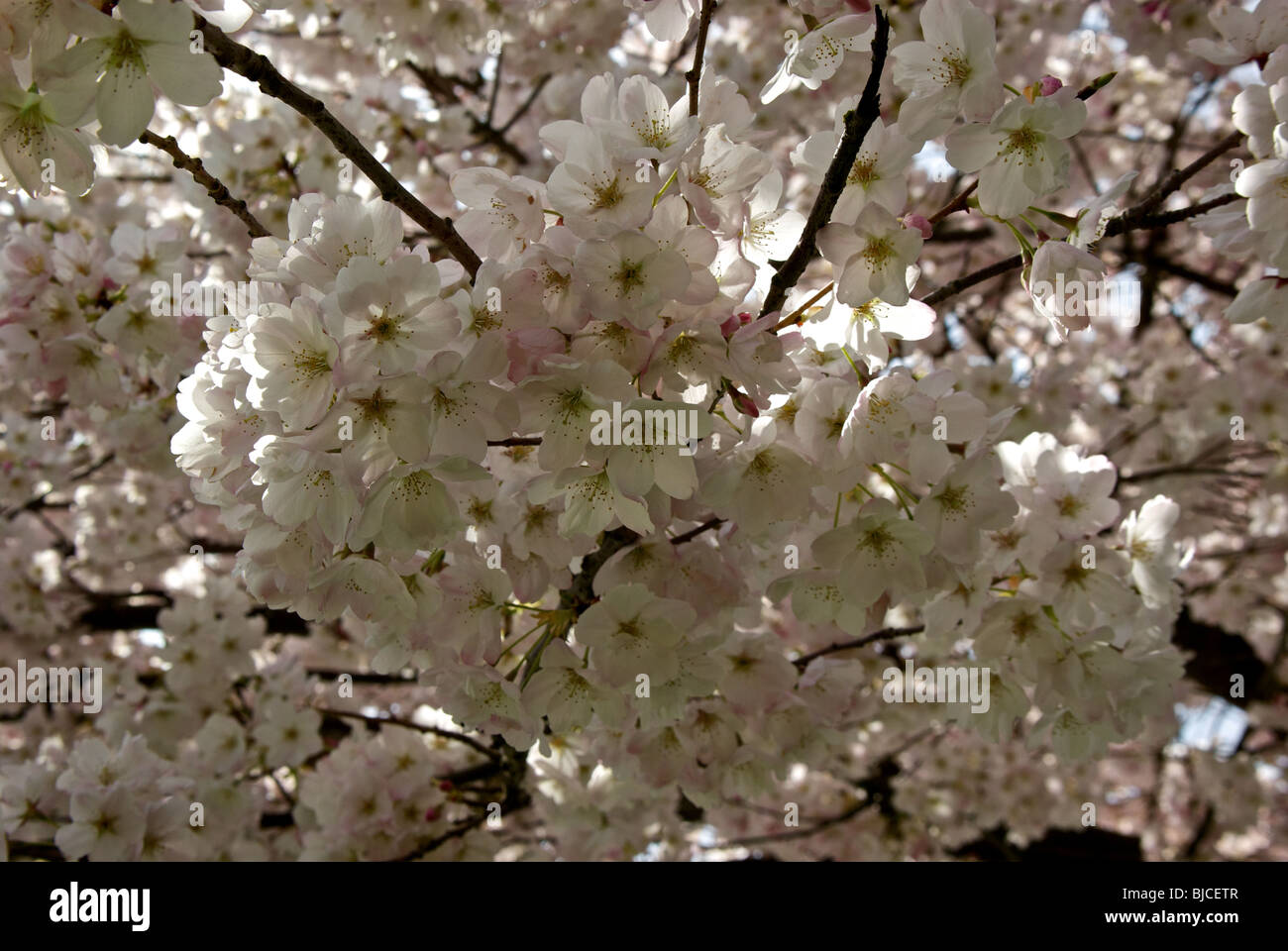 Soft delicate profusion of pink tinged white Japanese cherry blossoms in a dense overhead canopy of blooms Stock Photo