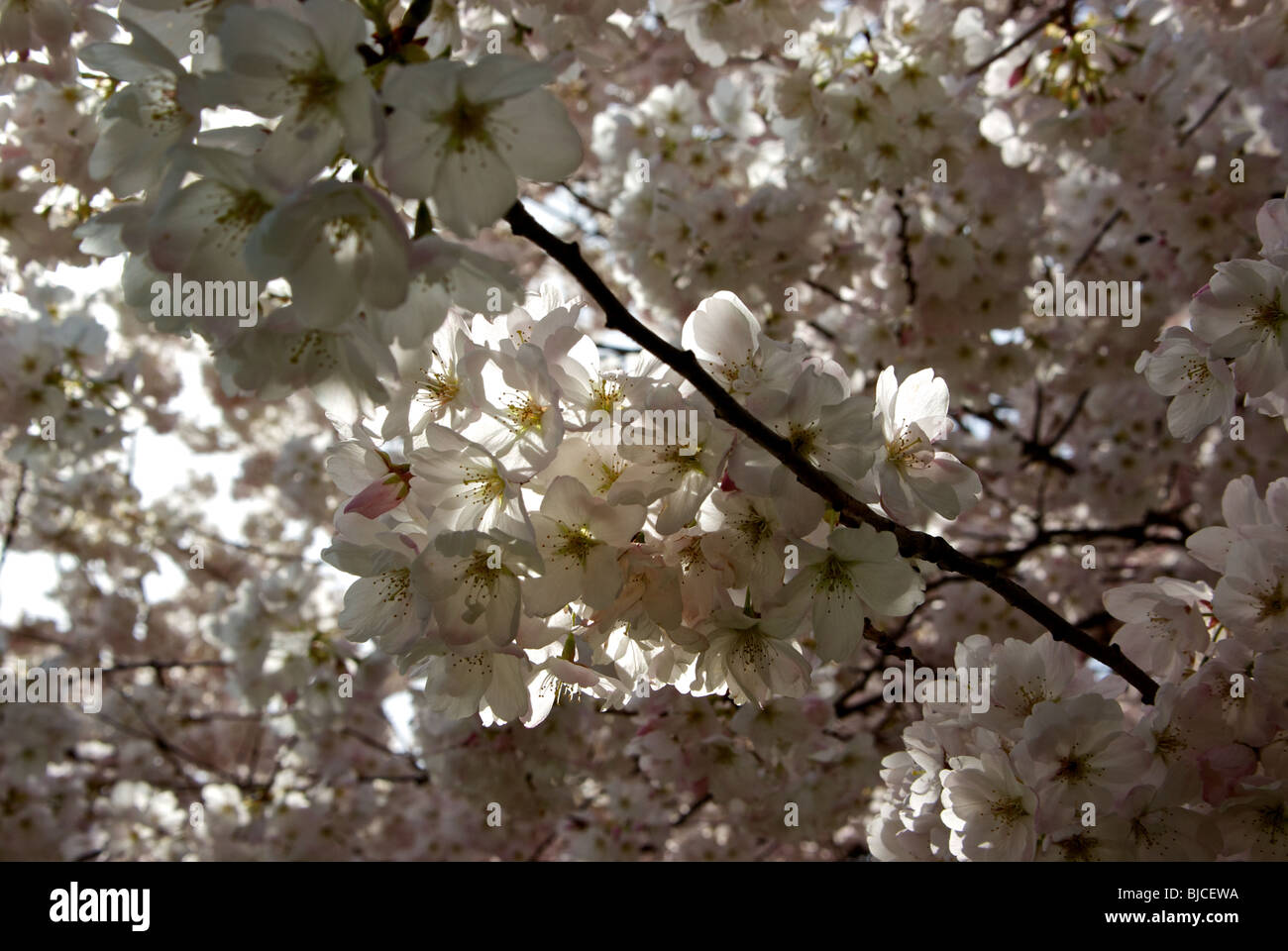 Delicate profusion of pink tinged white Japanese cherry blossoms in a dense overhead canopy of blooms Stock Photo