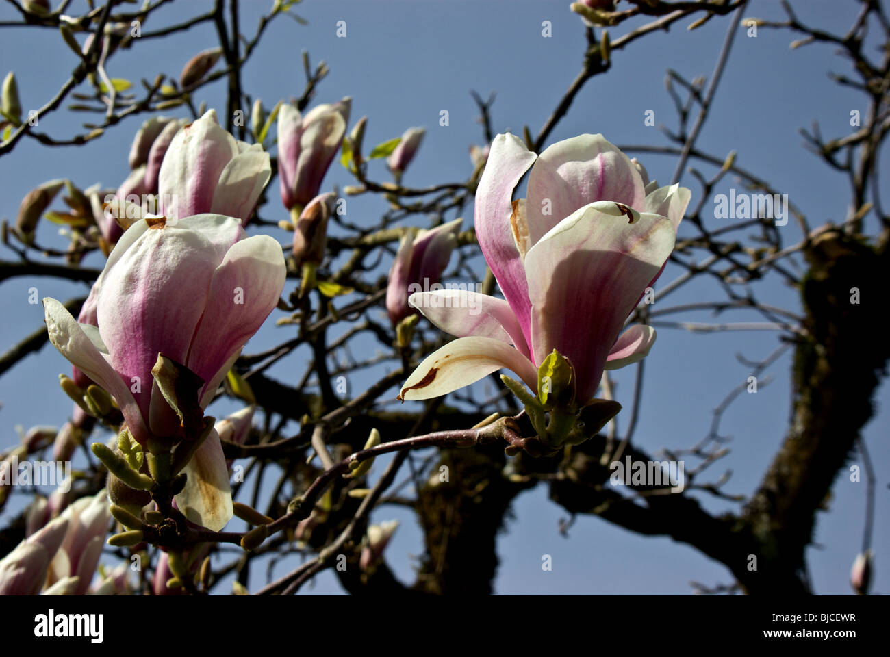 Magnolia tree full bloom hi-res stock photography and images - Alamy