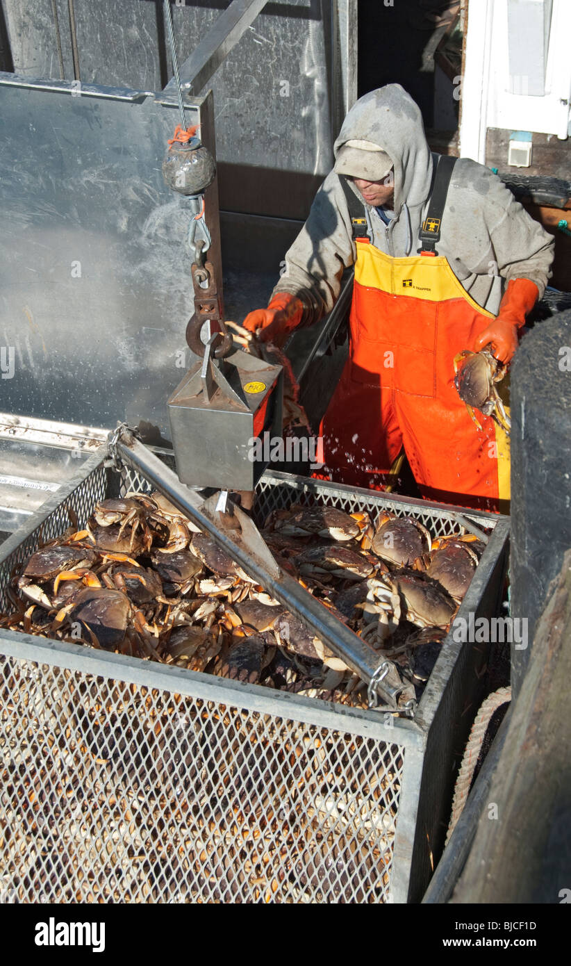 California, Half Moon Bay, Dungeness crab season, unloading crab from