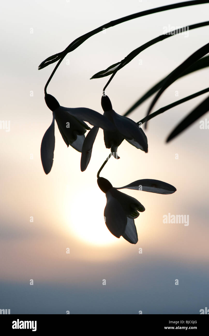 Snowdrops flowering silhouette against a wintry sun. UK Stock Photo