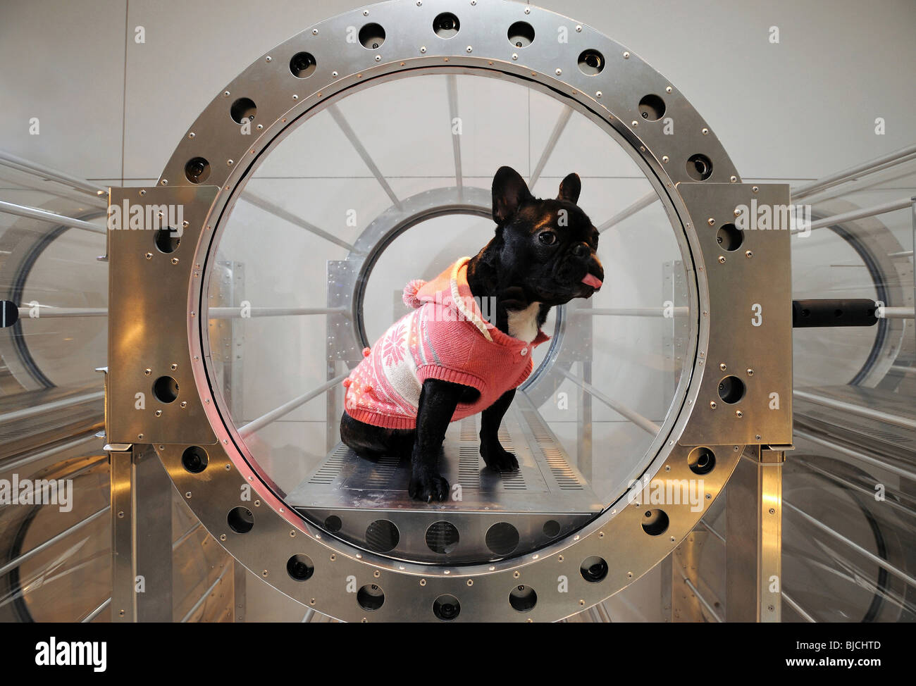 A pet dog enjoys a session in an oxygen capsule especially designed for ...