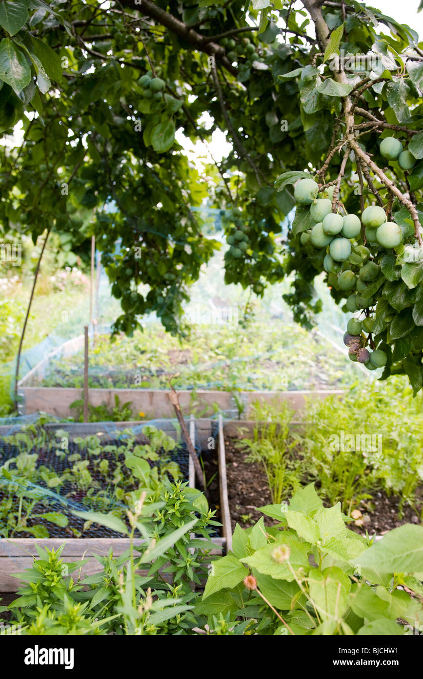 Protecting Garden Vegetables High Resolution Stock Photography and