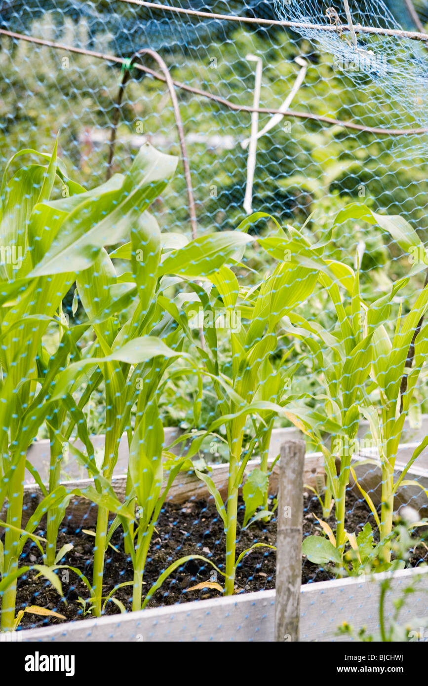 Corn planter hires stock photography and images Alamy