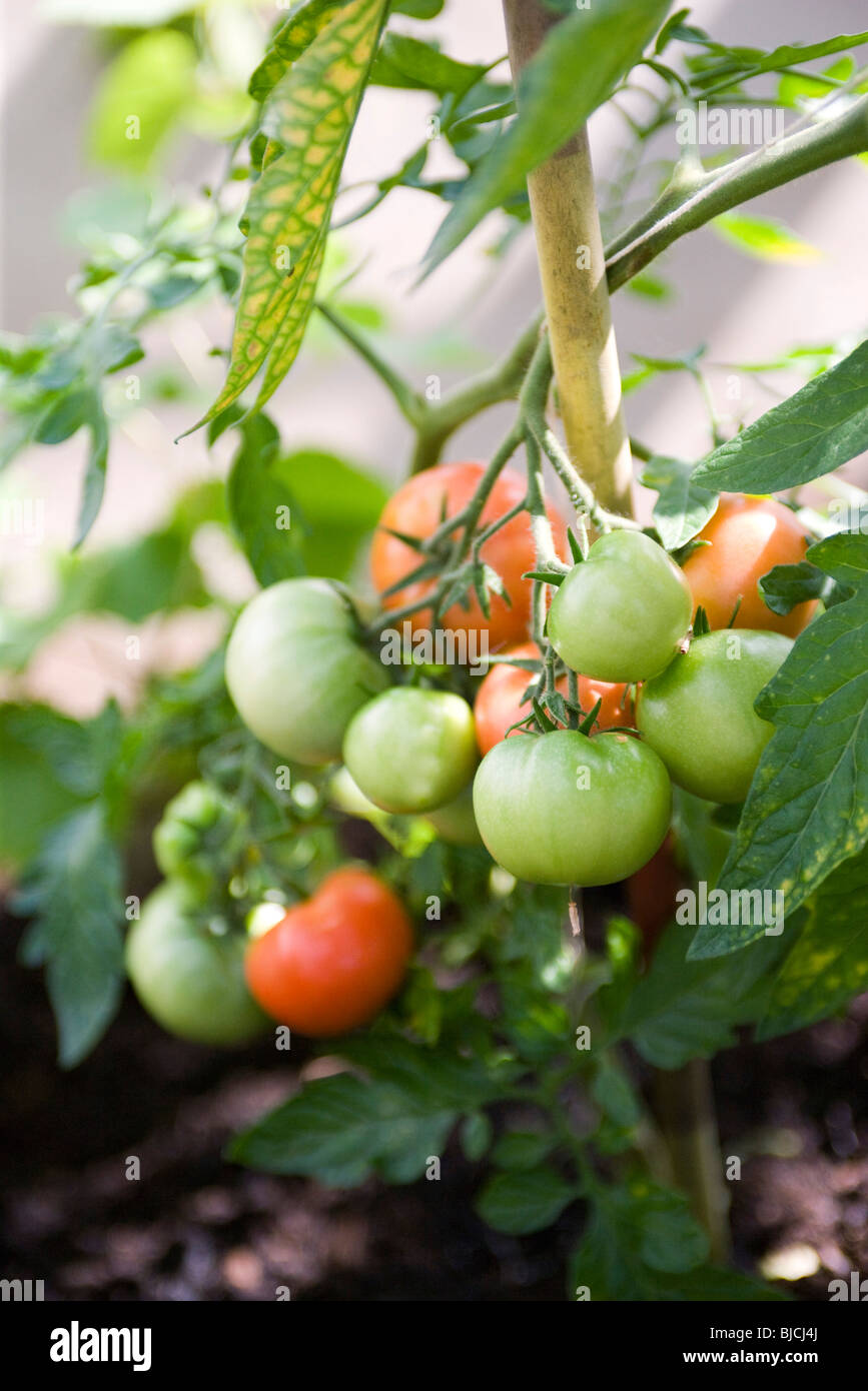 Tomatoes ripening on vine Stock Photo Alamy