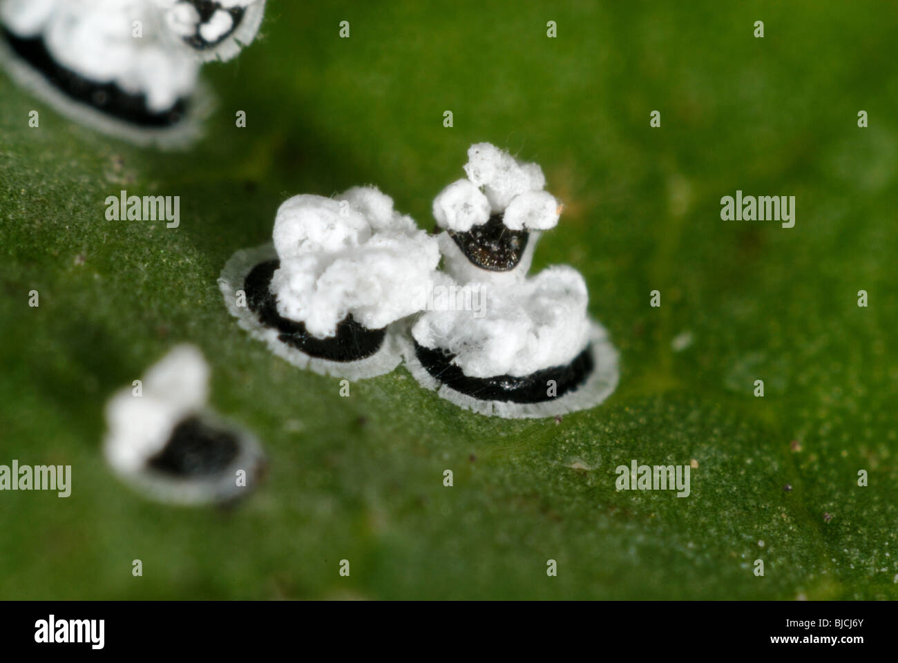 Viburnum whitefly (Aleurotrachelus jelinekii) larvae with waxy protruberances on a viburnum leaf Stock Photo