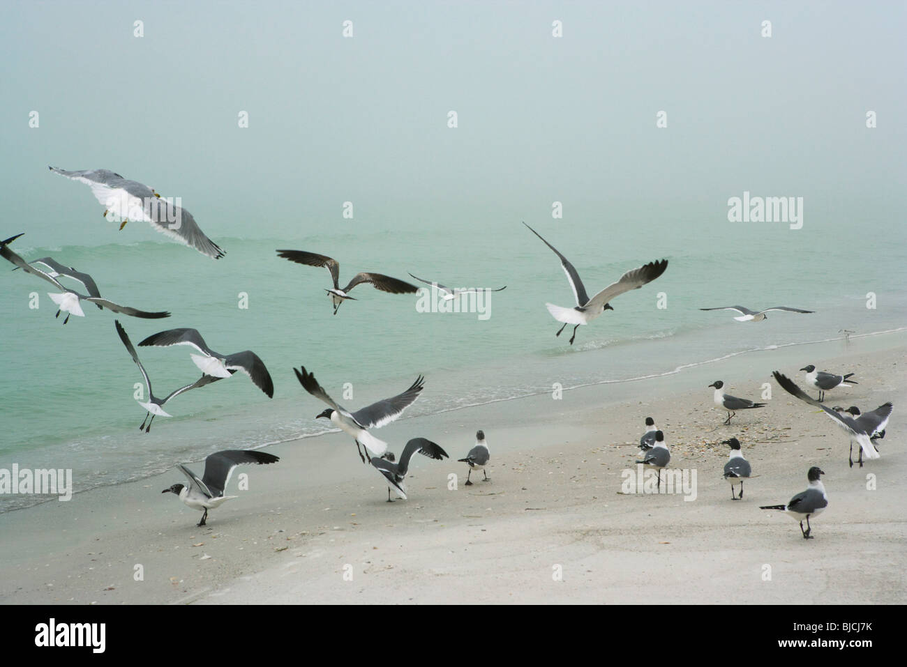 Flock of gulls landing on beach Stock Photo - Alamy