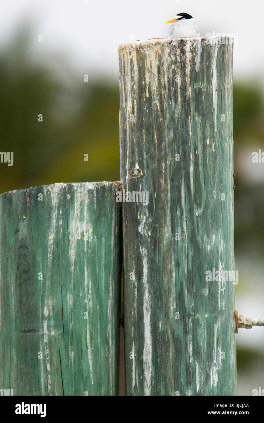 Least Tern (Sternula antillarum) resting on wooden post Stock Photo