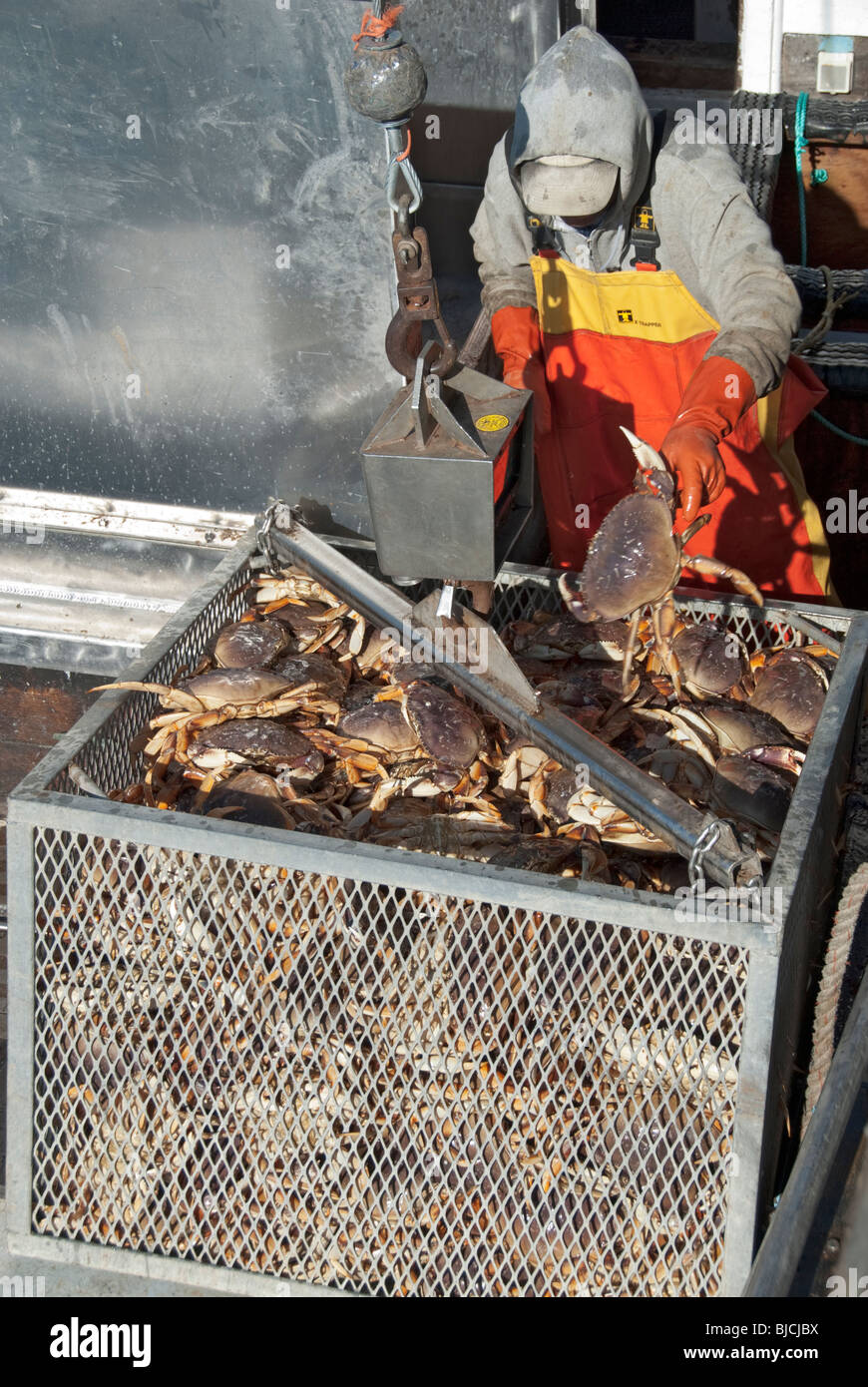 California, Half Moon Bay, Dungeness crab season, unloading crab from