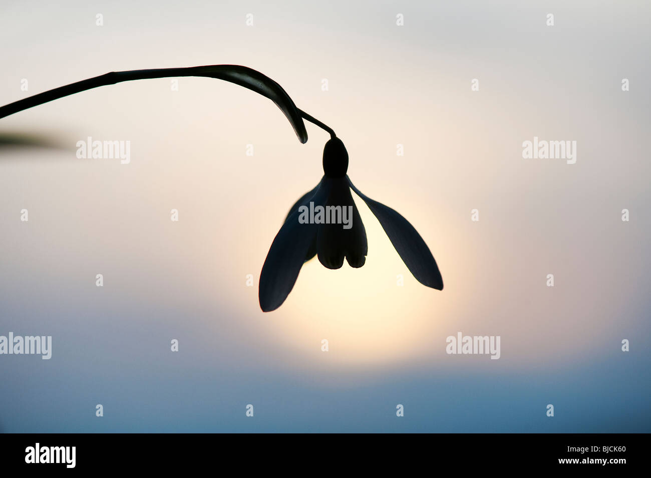 Snowdrops flowering silhouette against a wintry sun. UK Stock Photo