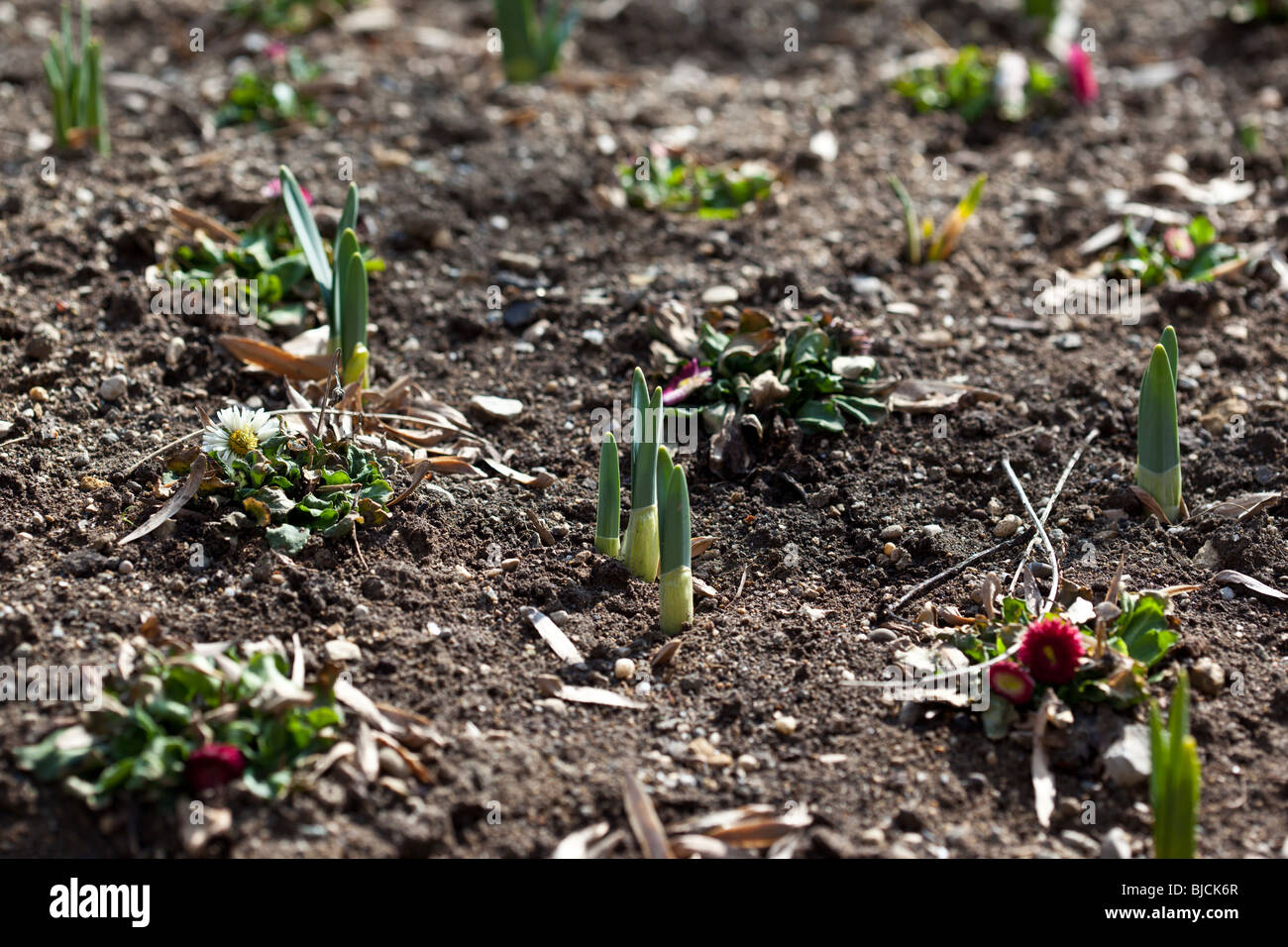 Daffodils sprouting. Charles Lupica Stock Photo