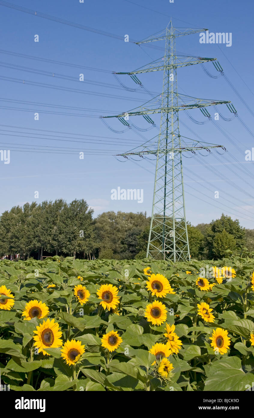 Sunflower field with tower Stock Photo