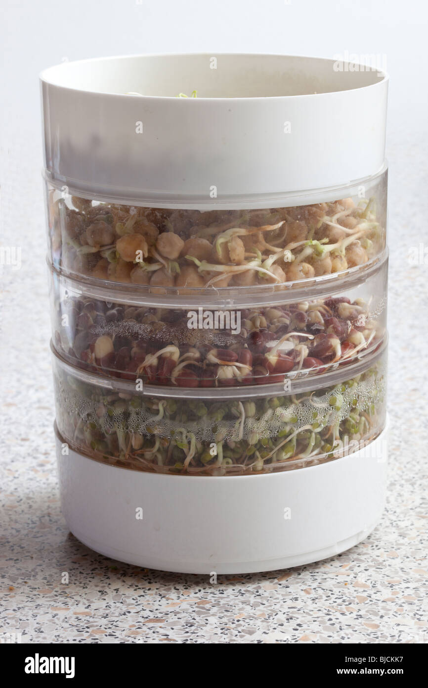 Adzuki beans, mung beans, and garbonzo beans in a sprouting dish. Charles Lupica Stock Photo