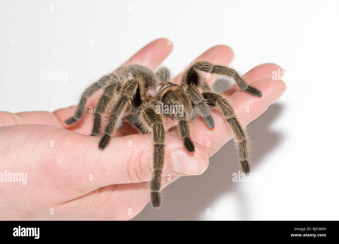 Chilean rose tarantula sitting in a hand, Grammostola rosea Stock Photo