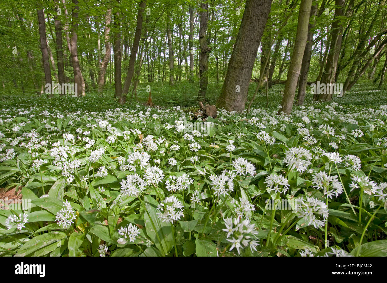 Blooming ramson, Allium ursinum Stock Photo