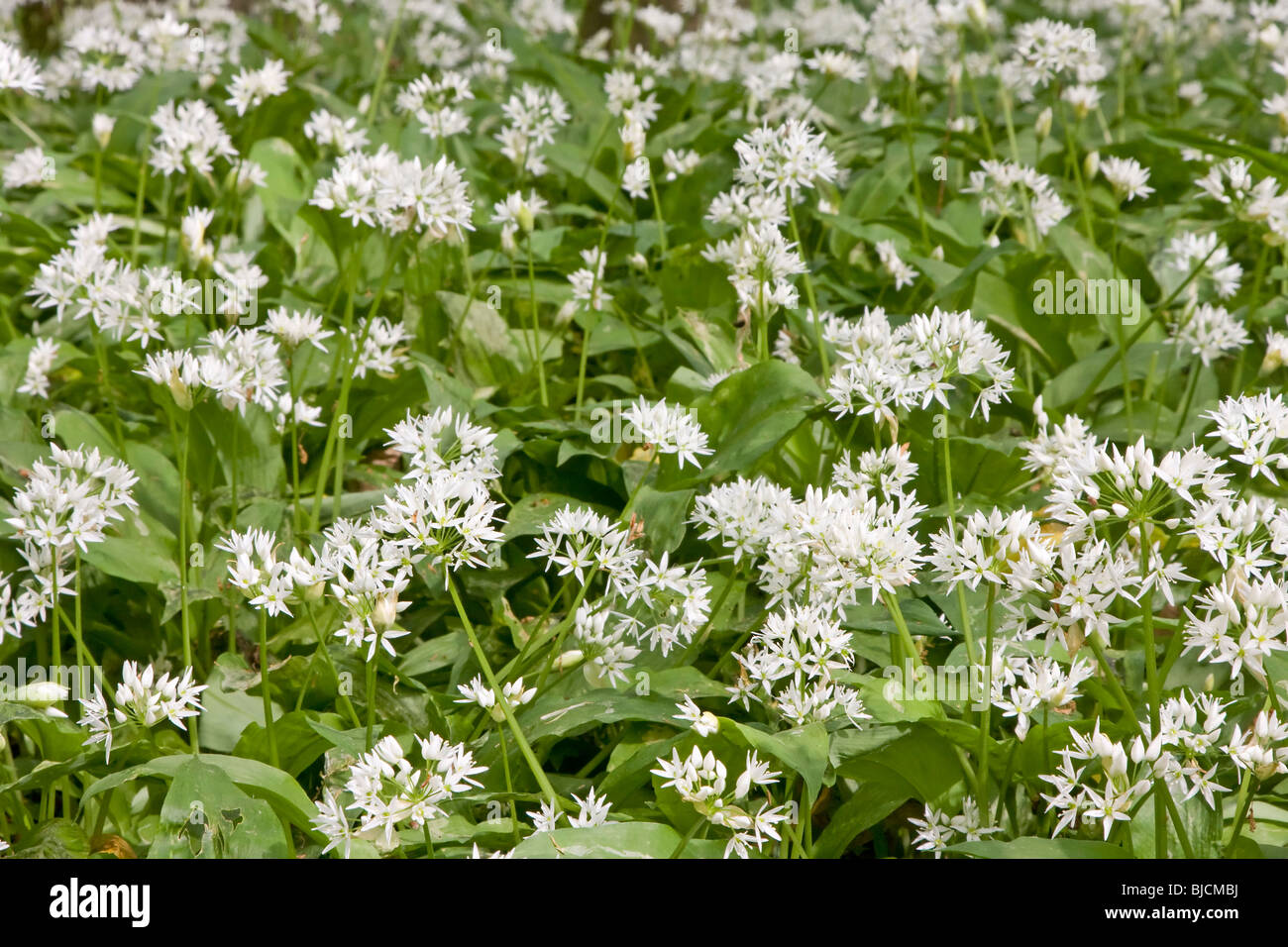 Blooming ramson, Allium ursinum Stock Photo