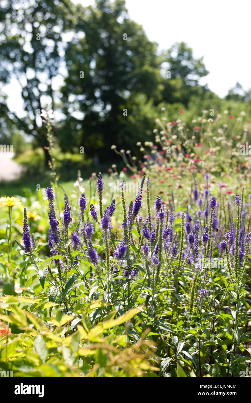 Wildflowers in partial bloom hi-res stock photography and images - Alamy