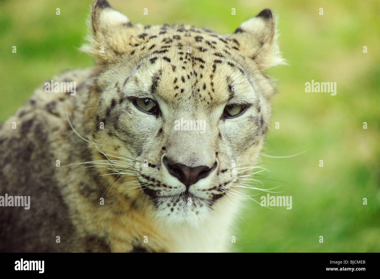 Male Snow Leopard at Twycross Zoo Stock Photo - Alamy