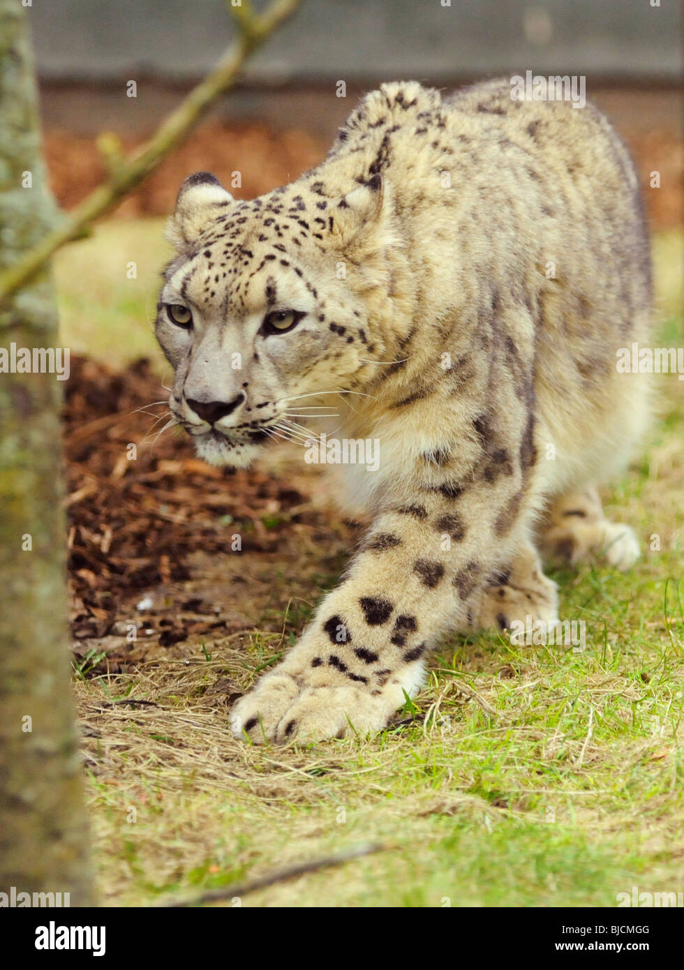 Male Snow Leopard at Twycross Zoo Stock Photo - Alamy