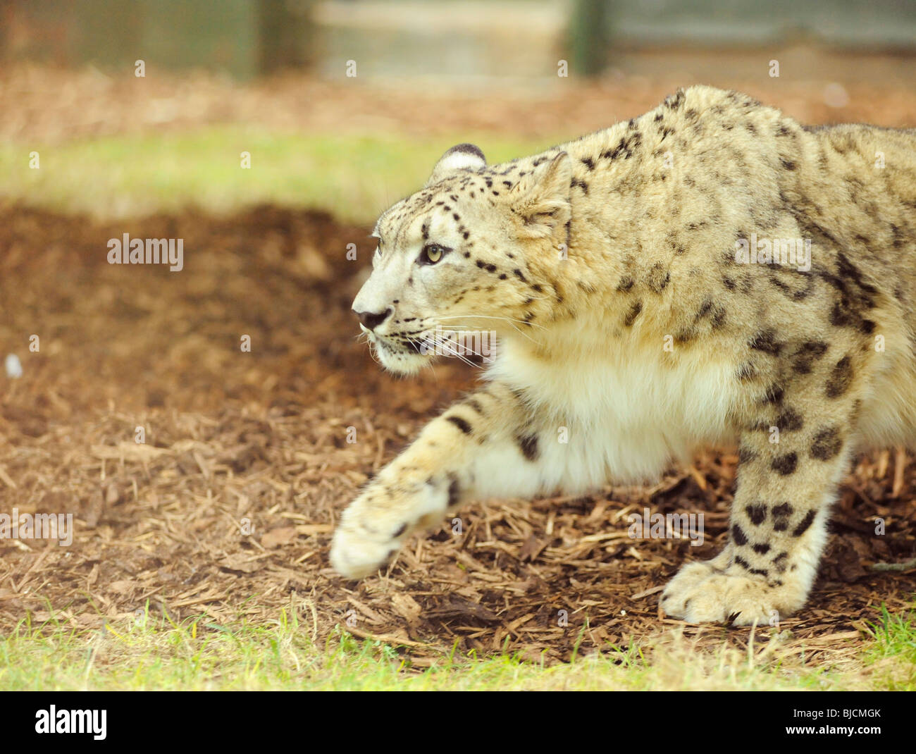 Male Snow Leopard at Twycross Zoo Stock Photo - Alamy