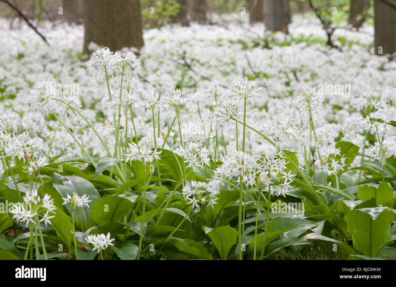 Blooming ramson, Allium ursinum Stock Photo