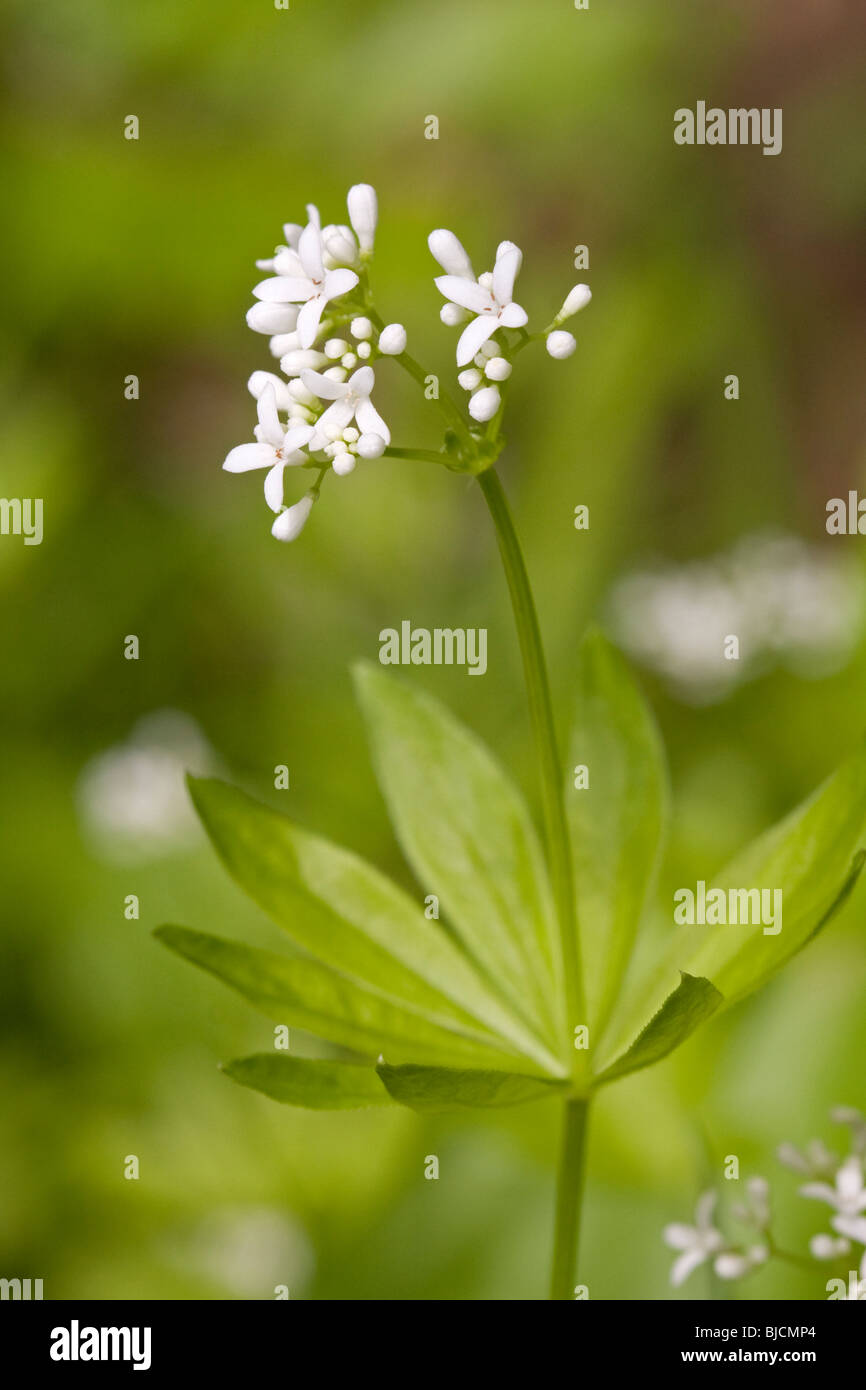 Blooming woodruff, Galium odoratum Stock Photo