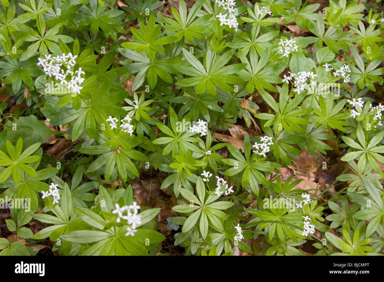Blooming woodruff, Galium odoratum Stock Photo