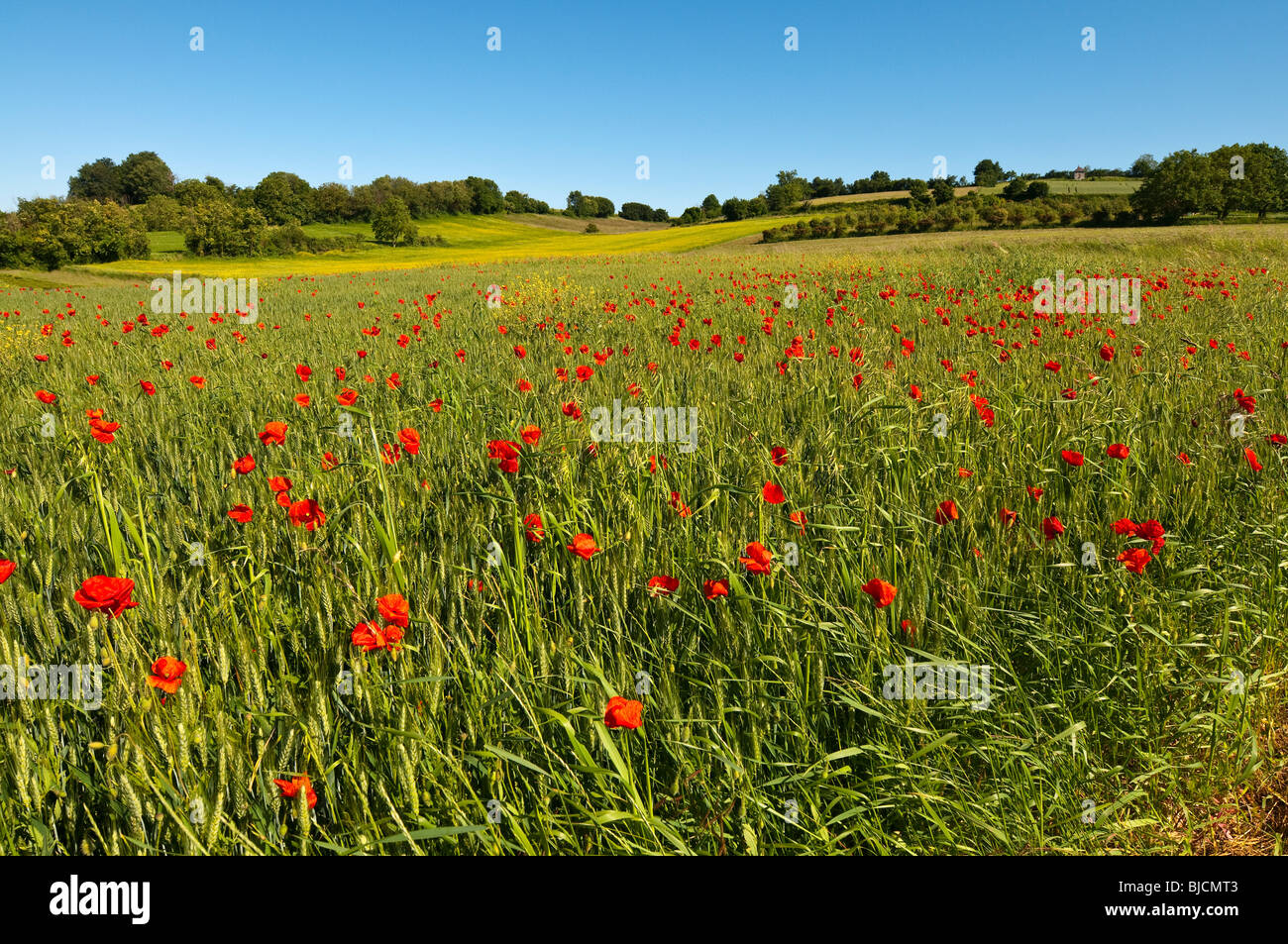 Swathe of Common Poppy in barley field - Indre-et-Loire, France. Stock Photo