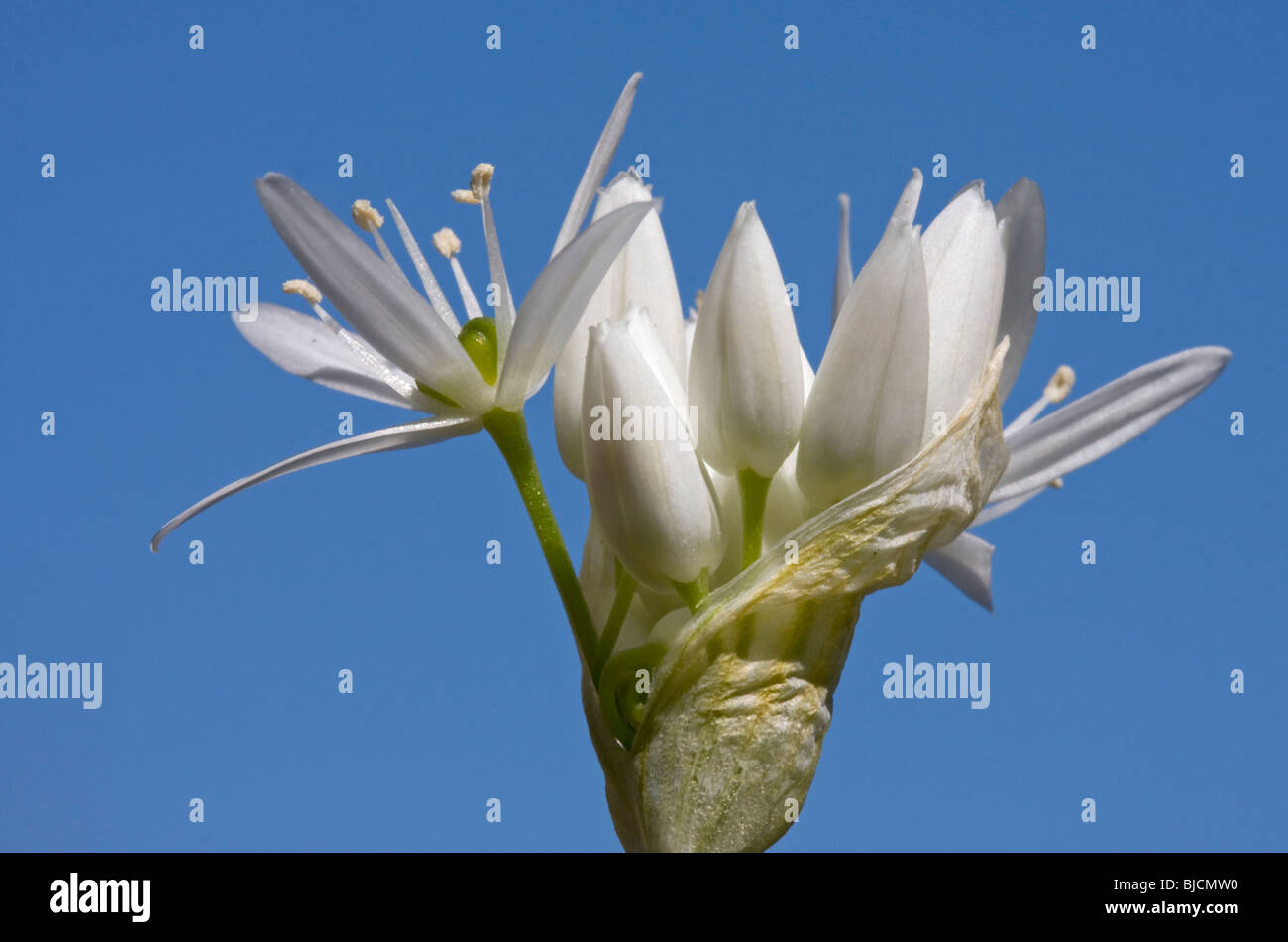 Blooming ramson, Allium ursinum Stock Photo