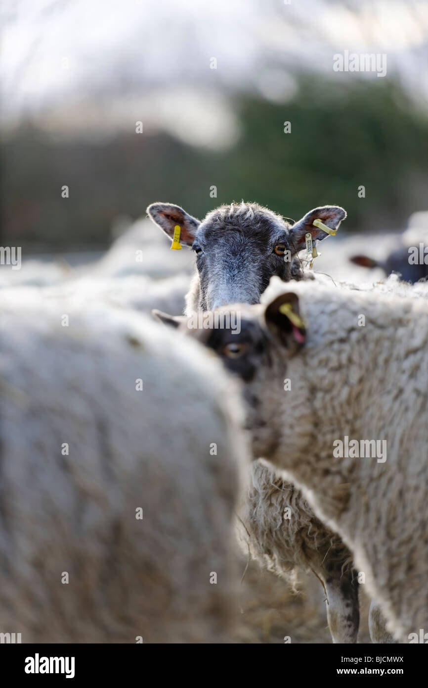 Ewe - Looking over the flock Stock Photo