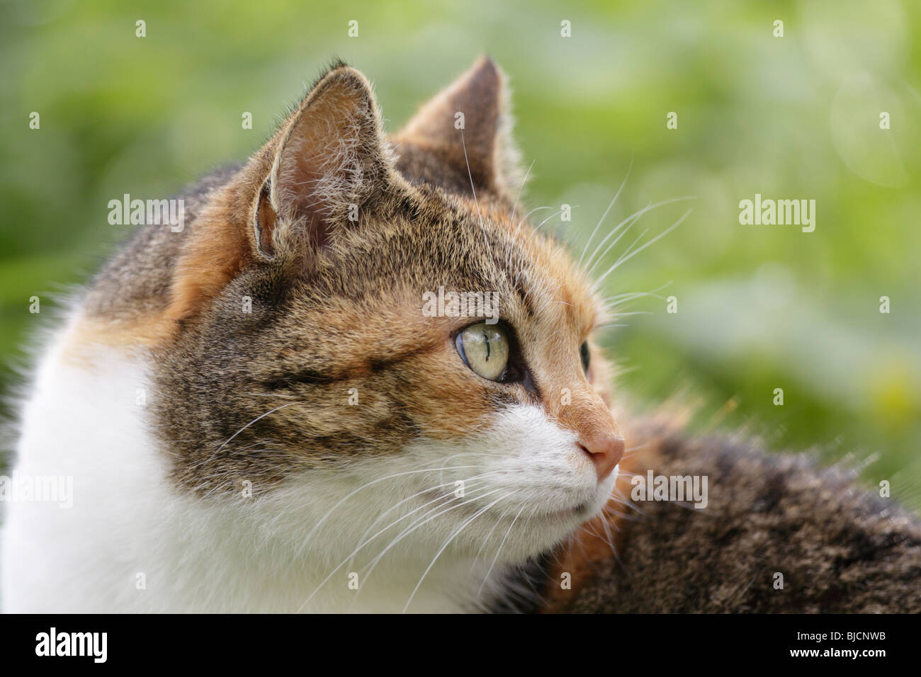 Portrait of a domestic cat Stock Photo - Alamy