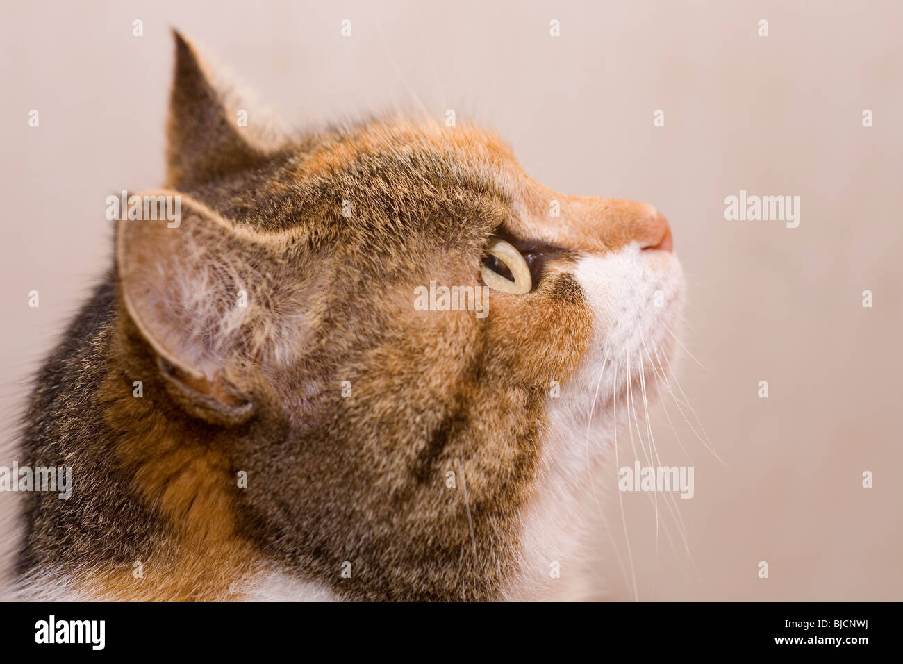 Portrait of a domestic cat Stock Photo